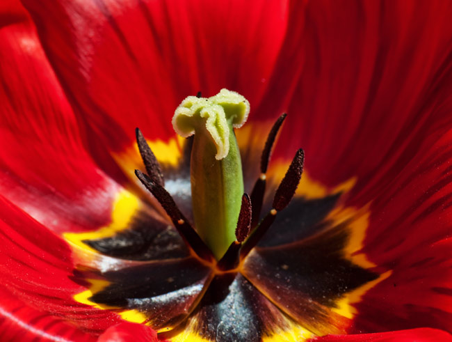 red-tulip